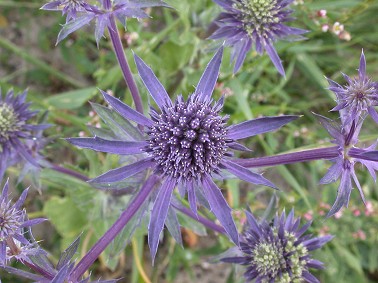 Blauwekruisdistel070703